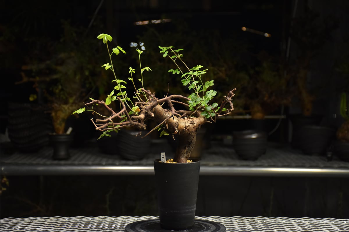 も*ま様 コミフォラ ボラネンシス Commiphora Boranensis コミフォラ ボラネンシス／Commiphora boranensis no.91808 |
