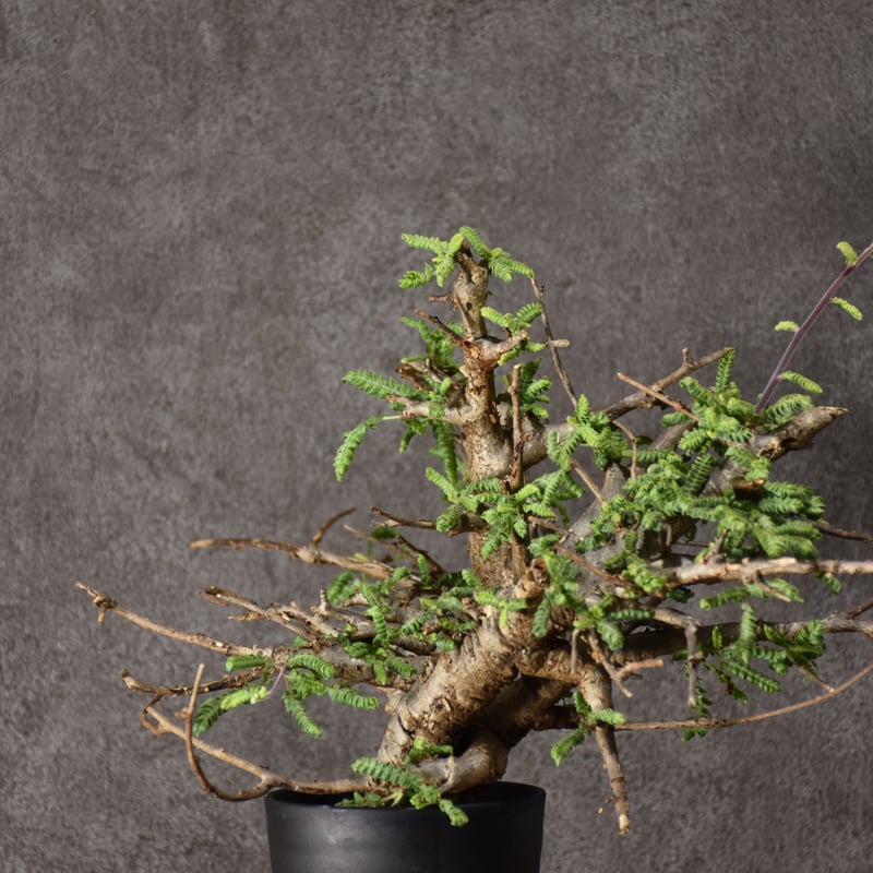 Boswellia neglecta ボスウェリア ネグレクタ 発根済現地株 #10