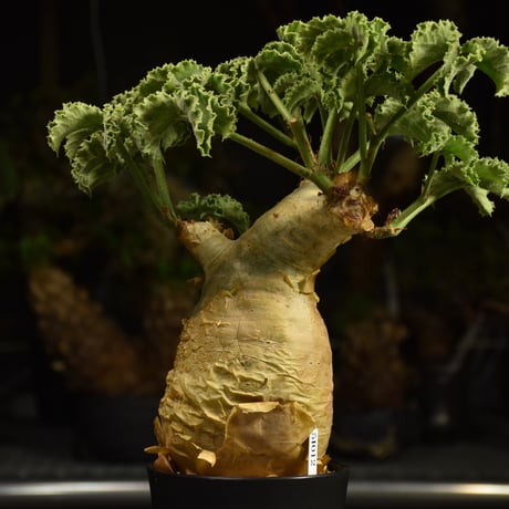 Cyphostemma uter var. macropus　キフォステンマ ウター マクロプス 発根済現地株 I56