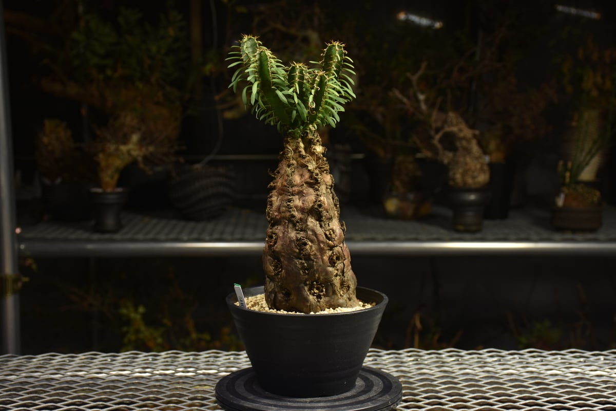 発根済 ユーフォルビア　ムランジーナ Euphorbia mlanjeana ユーフォルビア ムランジーナ 発根済現地株 H4 |