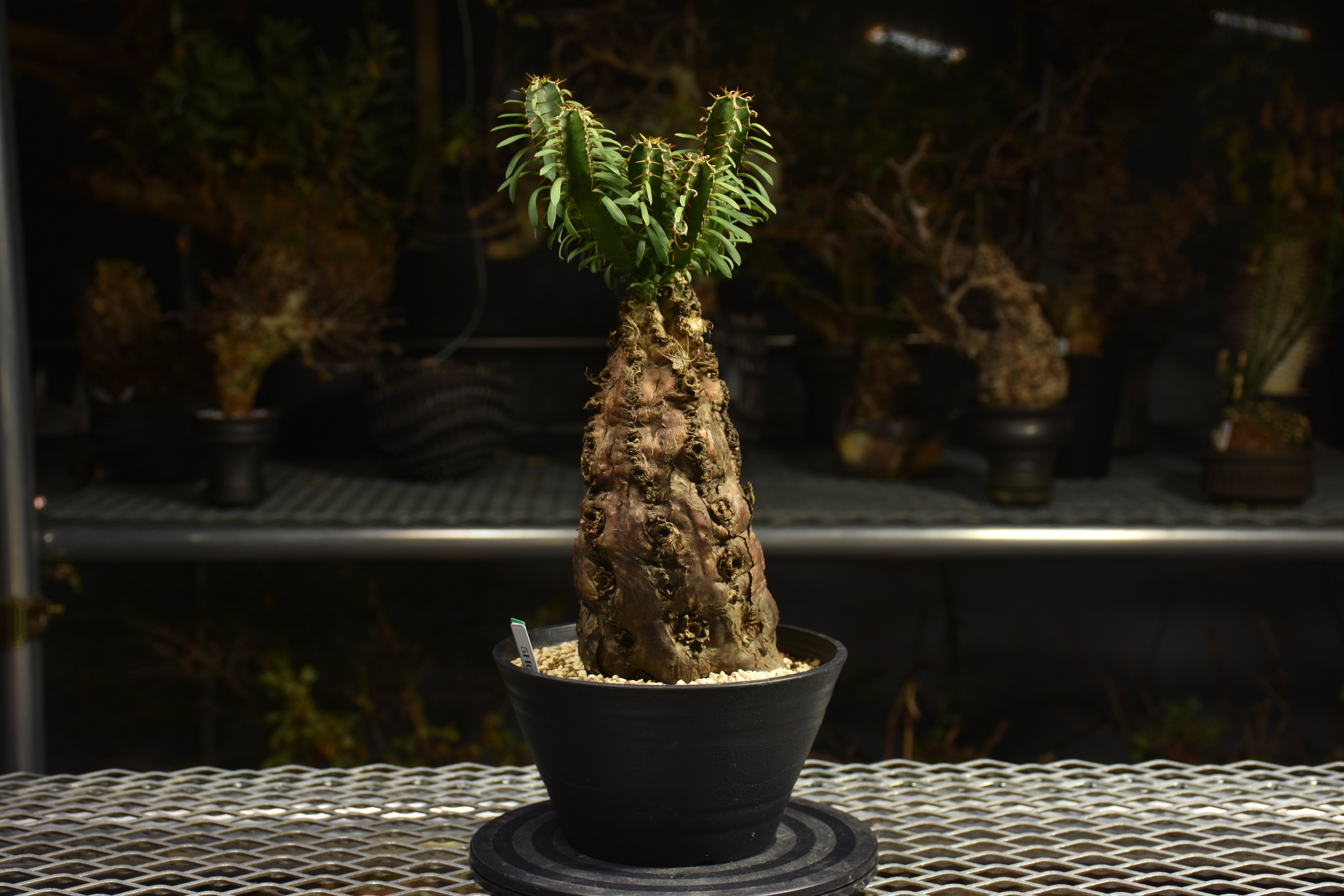 Euphorbia mlanjeana ユーフォルビア ムランジーナ 発根済現地株 H4 |