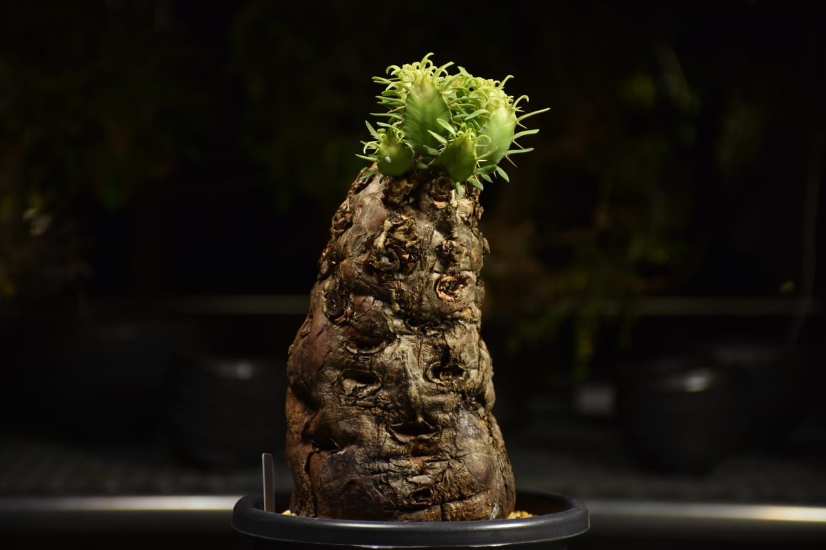 ユーフォルビア　ムランジーナ ユーフォルビア ムランジーナ | hanayoshi-botanical