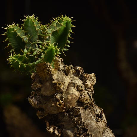 Euphorbia mlanjeana　ユーフォルビア ムランジーナ 発根済現地株 I82