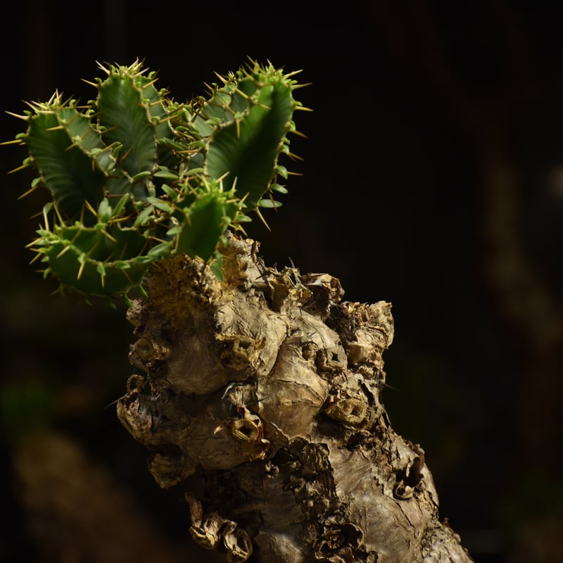 Euphorbia mlanjeana ユーフォルビア ムランジーナ 発根済現地株 I82 |