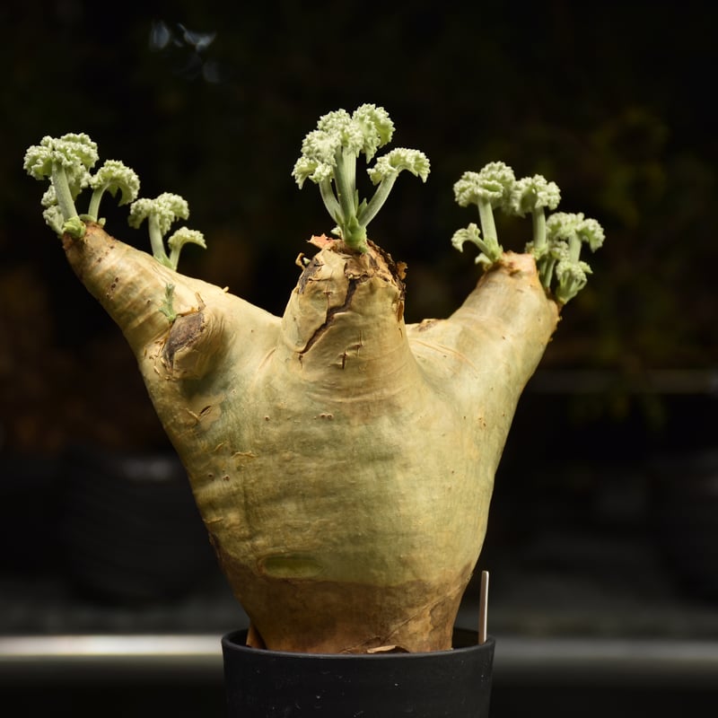 Cyphostemma uter var. macropus キフォステンマ ウター マクロプ