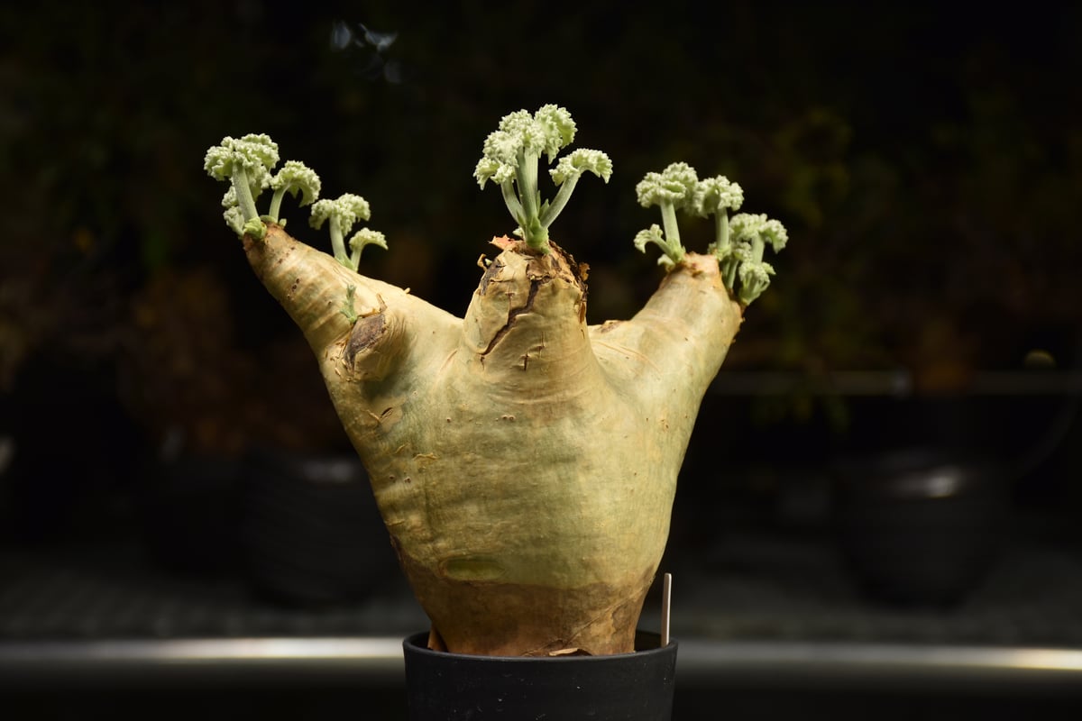 Cyphostemma uter var. macropus キフォステンマ ウター マクロプ