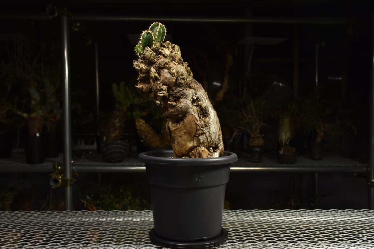 Euphorbia mlanjeana ユーフォルビア ムランジーナ 発根済現地株 I84 |
