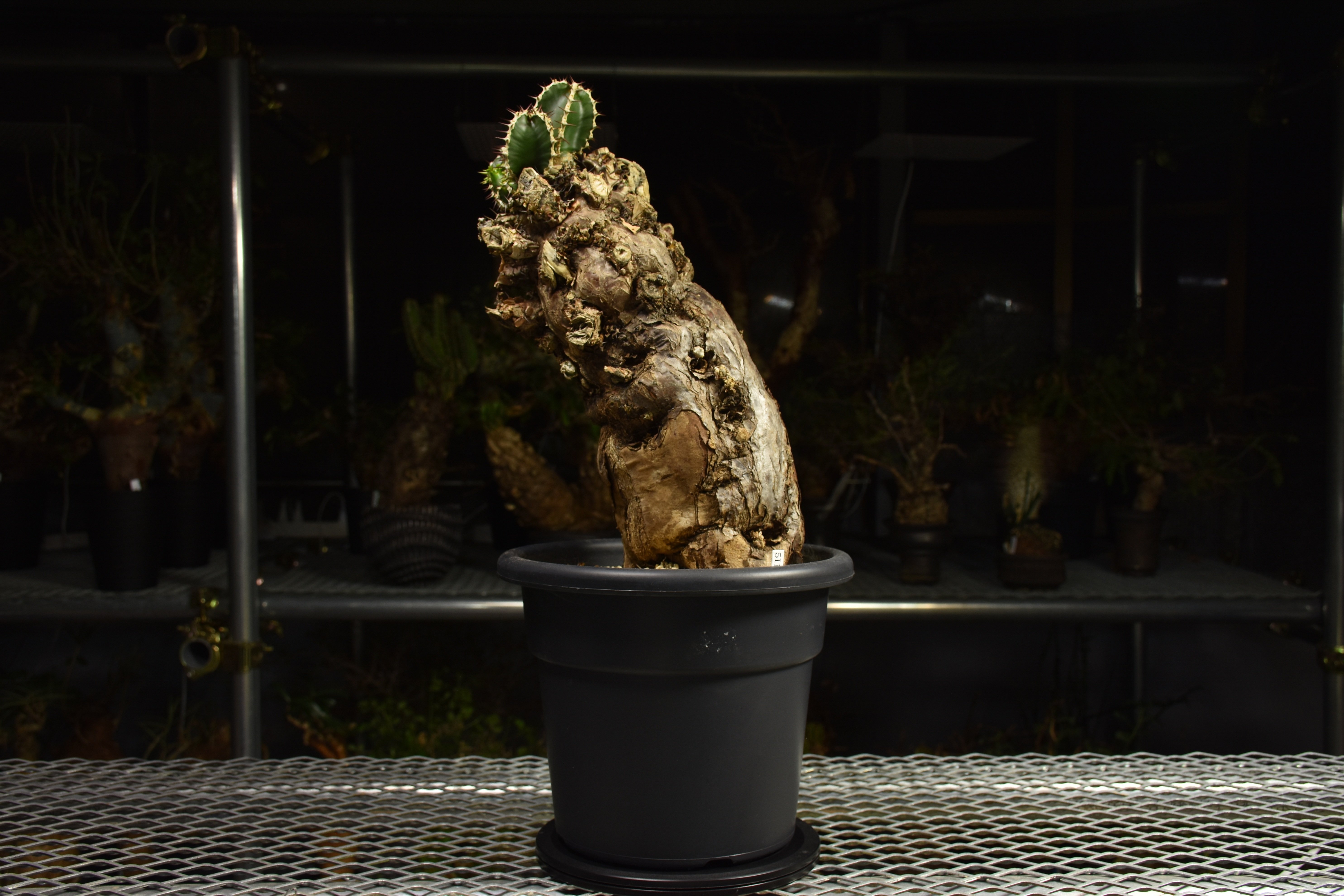 Euphorbia mlanjeana ユーフォルビア ムランジーナ 発根済現地株 I84 |