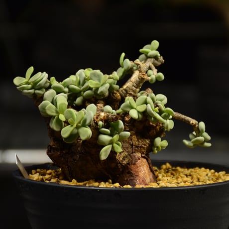 Ceraria pygmaea　ケラリア ピグマエア 発根済現地株 E1