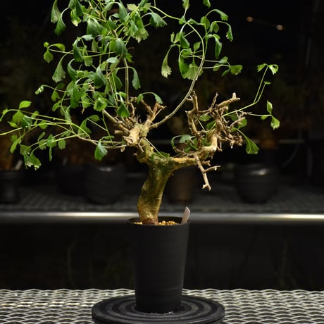 V*E様 特大 コミフォラ カンペストリス Commiphora Campest V*E様 特大 コミフォラ カンペストリス Commiphora Campest Commiphora