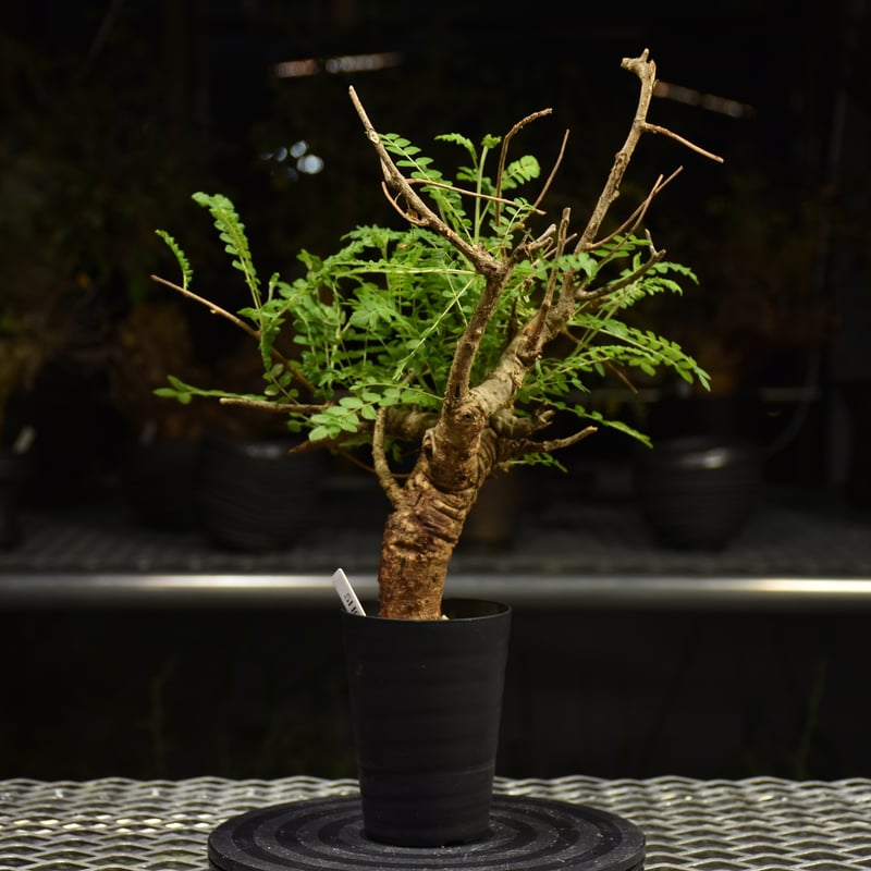 Boswellia neglecta ボスウェリア ネグレクタ 発根済現地株 H10 | BO