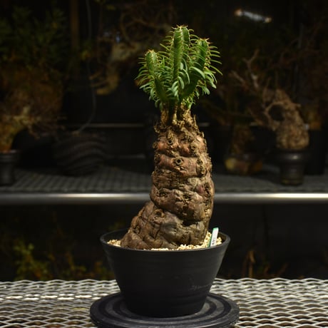Euphorbia mlanjeana　ユーフォルビア ムランジーナ 発根済現地株 H4