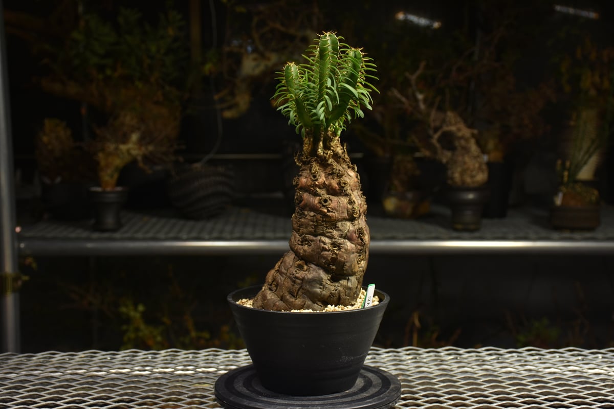 Euphorbia mlanjeana ユーフォルビア ムランジーナ 発根済現地株 H4 |