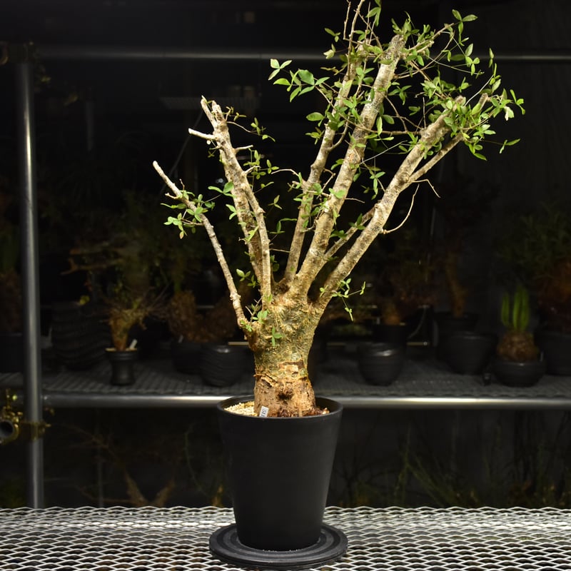 Commiphora humbertii コミフォラ フンベルティ 発根済現地株 I7 送料着
