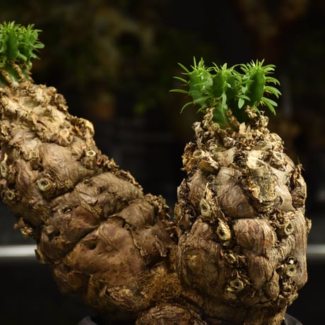Euphorbia mlanjeana　ユーフォルビア ムランジーナ 発根済現地株 I80