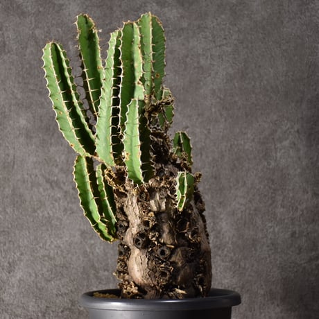 Euphorbia mlanjeana　ユーフォルビア ムランジーナ 発根済現地株 #8