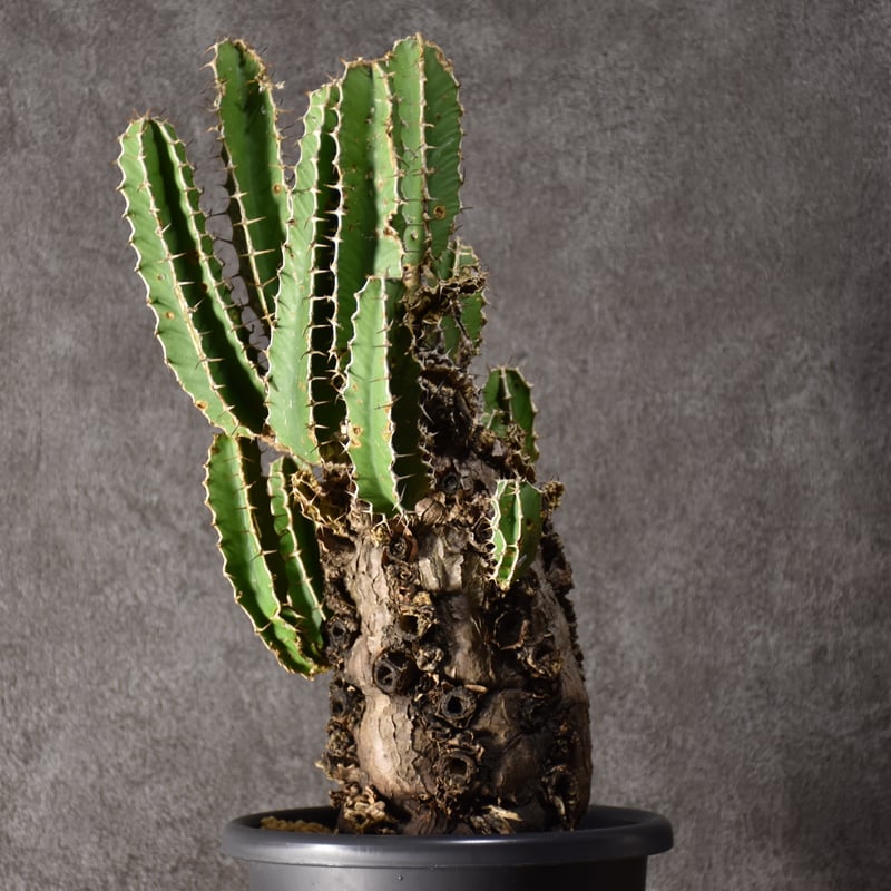 Euphorbia mlanjeana ユーフォルビア ムランジーナ 発根済現地株