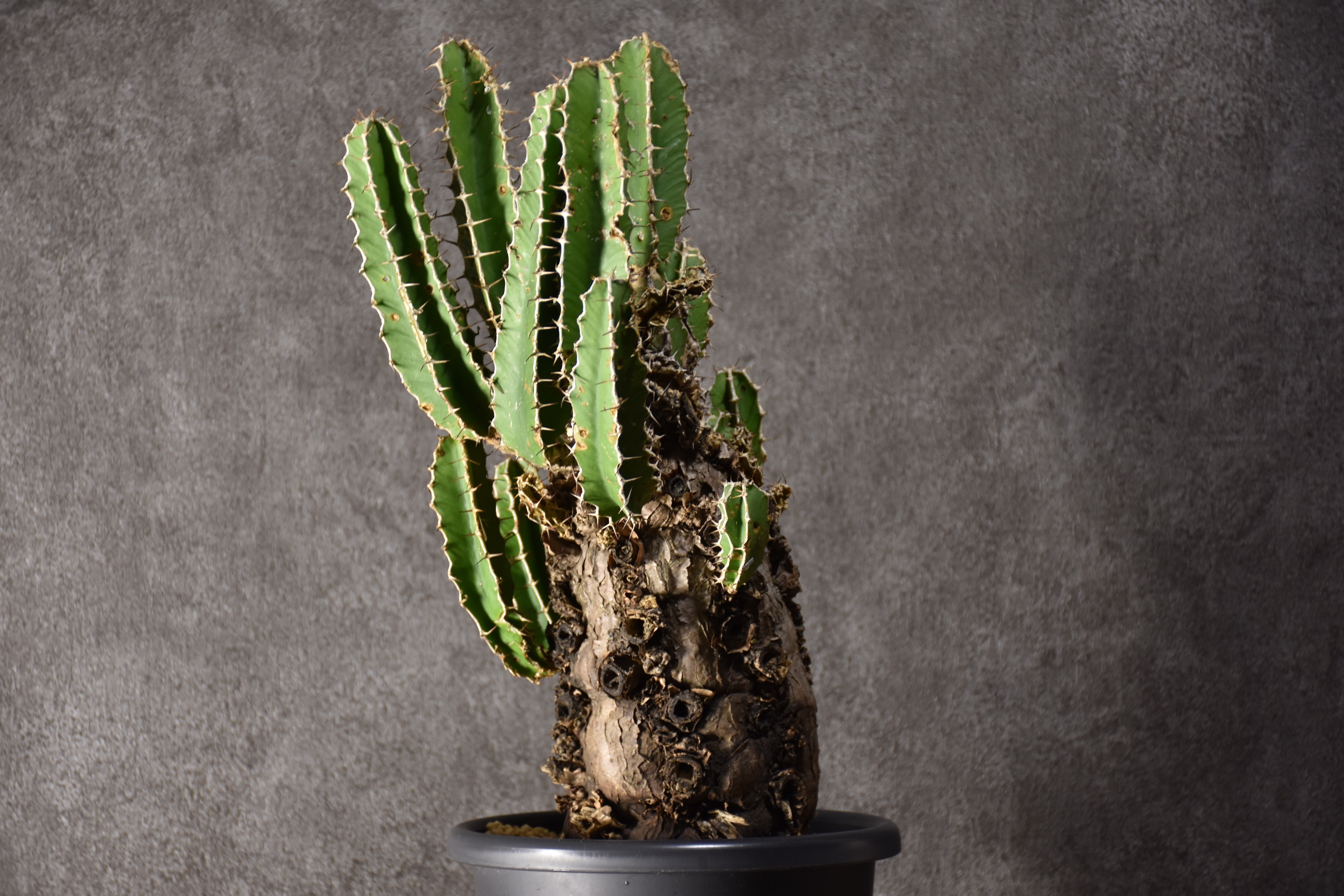Euphorbia mlanjeana ユーフォルビア ムランジーナ 発根済現地株 #8 |