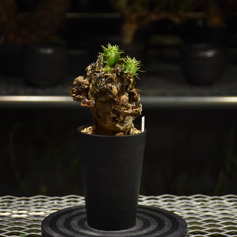 Euphorbia mlanjeana ユーフォルビア ムランジーナ 発根済現地株 I38 |