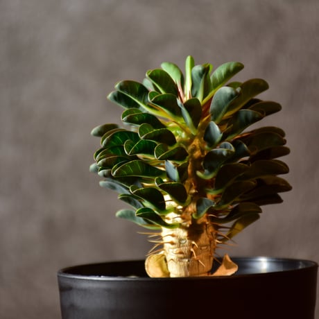Euphorbia guillauminiana　ユーフォルビア　ギラウミニアナ　実生株 #1