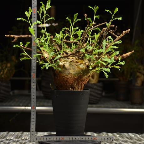 Commiphora glaucescens　コミフォラ グラウケスケンス　発根済現地株　F29