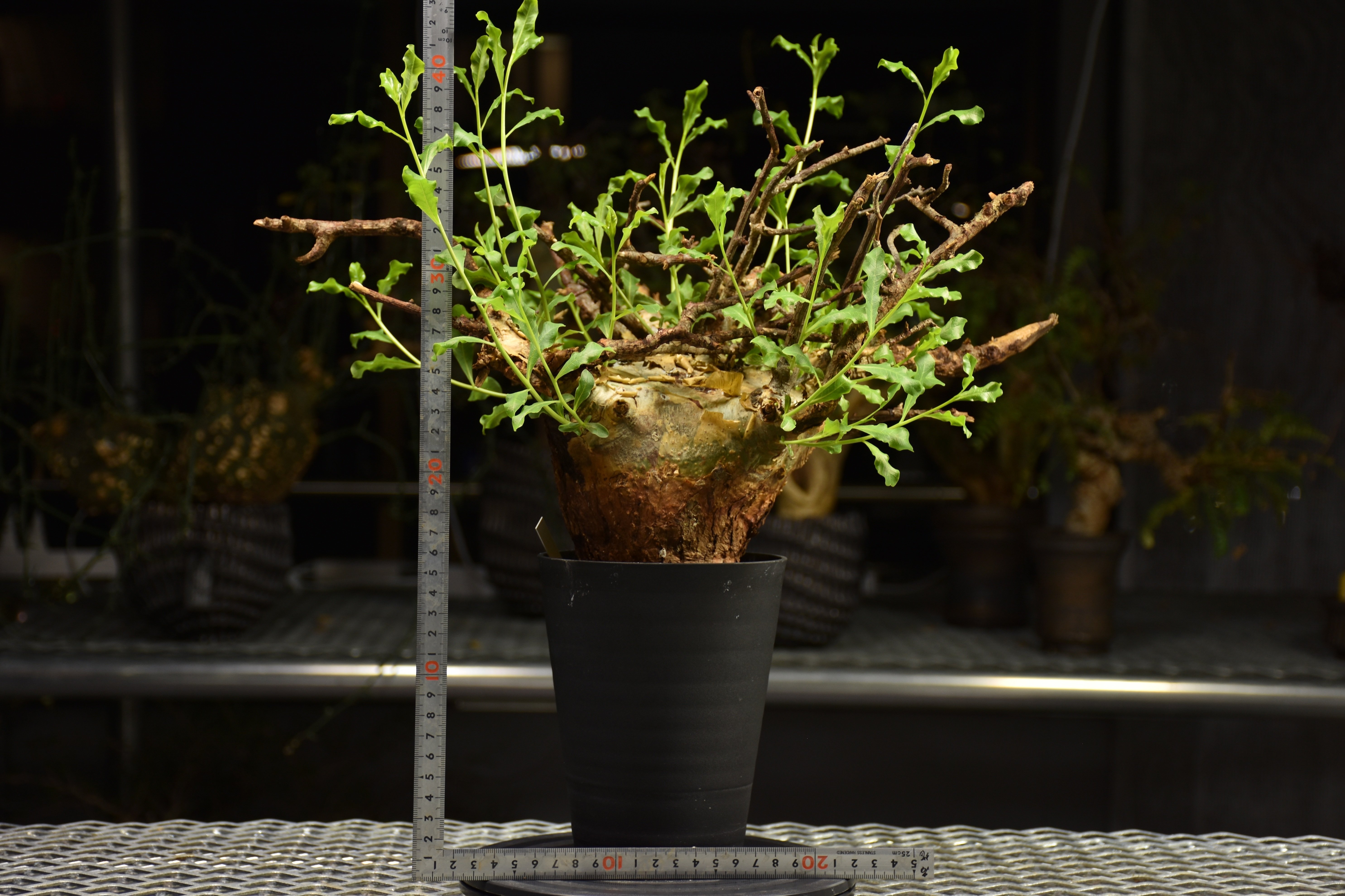 Commiphora glaucescens コミフォラ グラウケスケンス 発根済現地株 F2