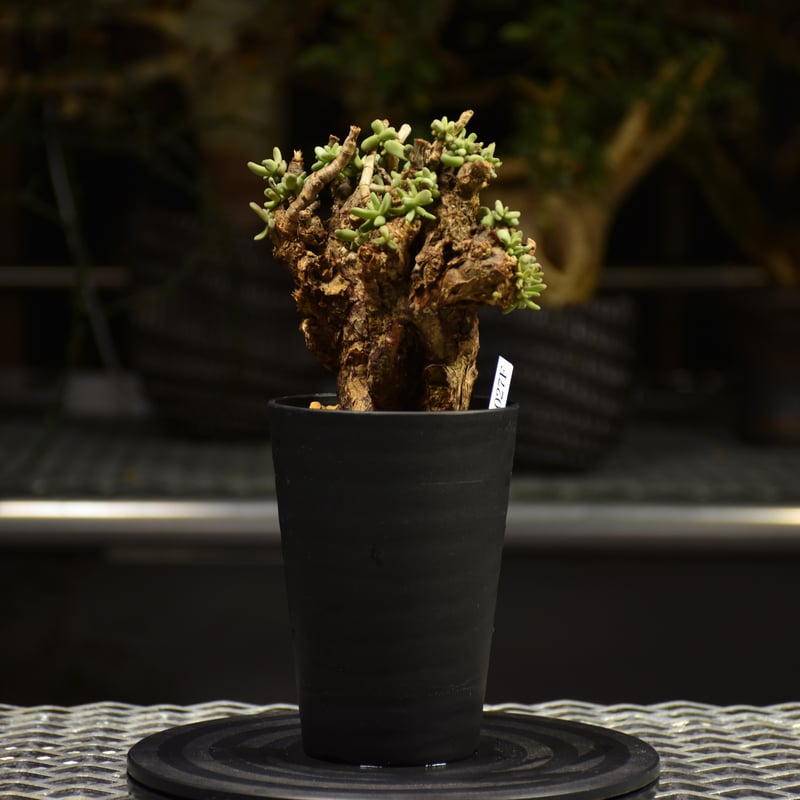 Ceraria pygmaea ケラリア ピグマエア 発根済現地株 F2 | BONDEX