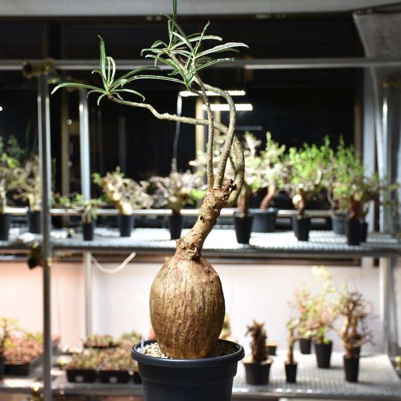 Adenium Somalense アデニウム ソマレンセ 発根済現地株 #6 | BONDEX