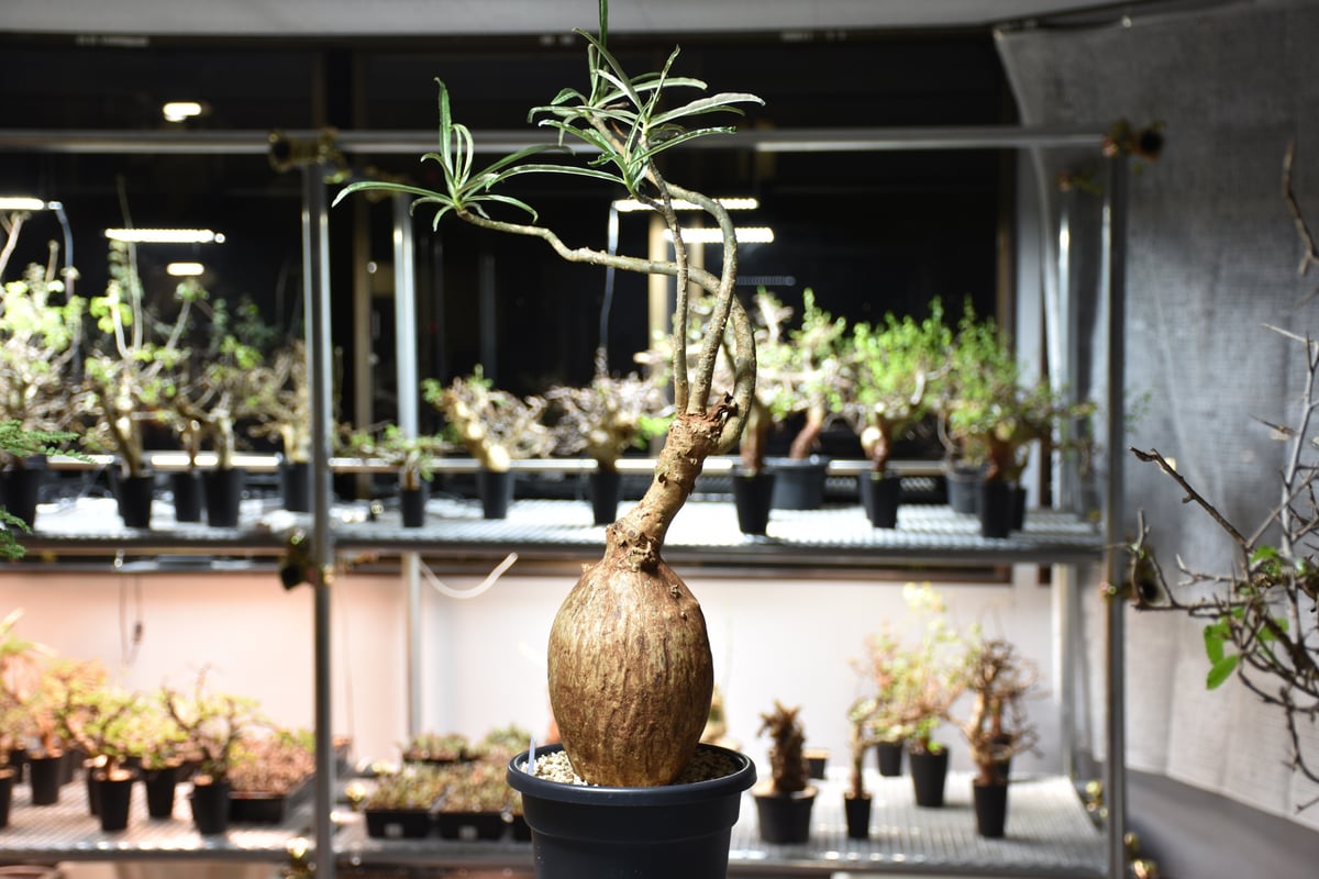 Adenium Somalense アデニウム ソマレンセ 発根済現地株 #6 | BONDEX