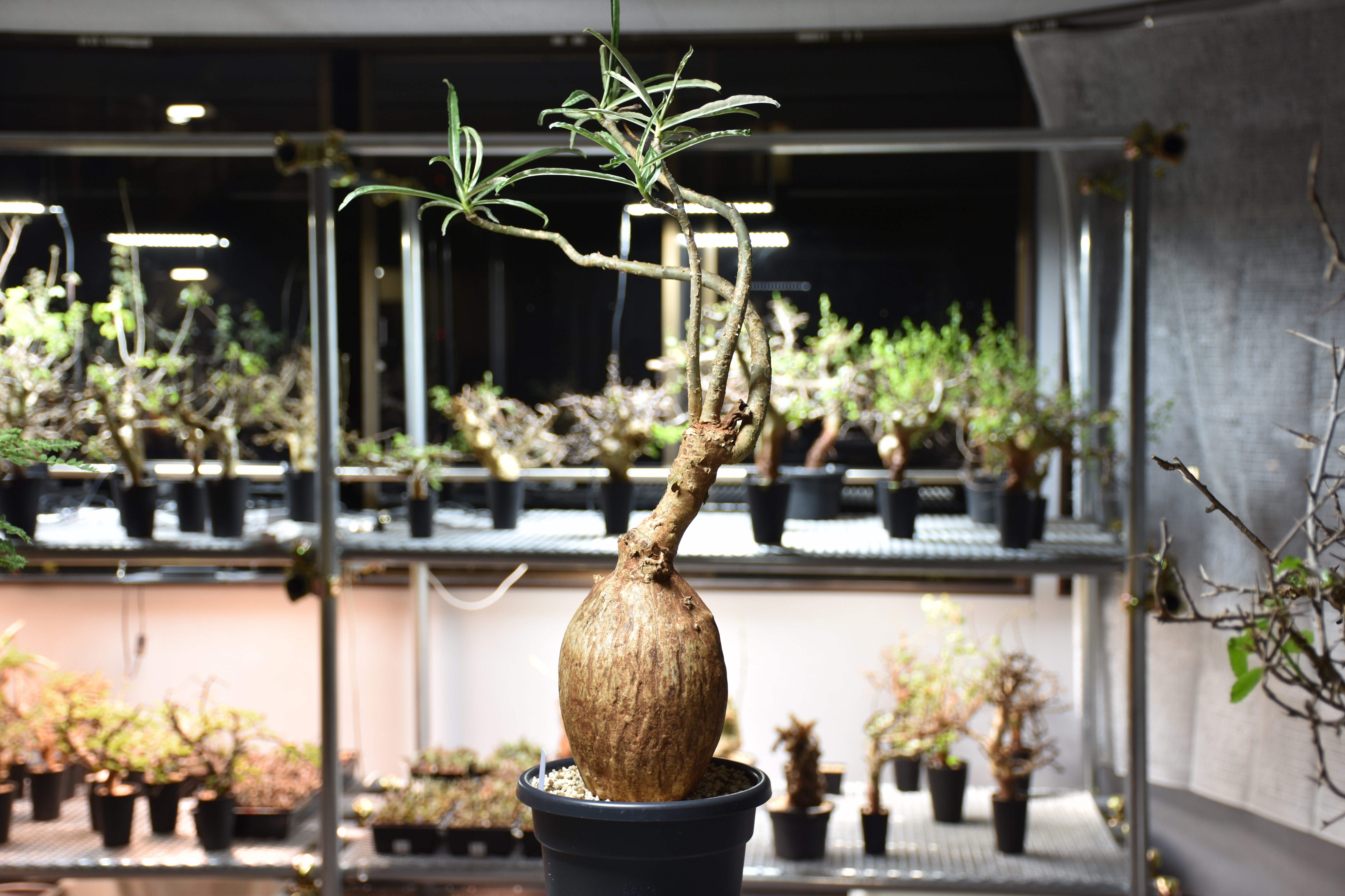 Adenium Somalense アデニウム ソマレンセ 発根済現地株 #6 | BONDEX