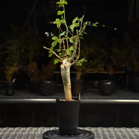 Commiphora holtziana コミフォラ ホルトジアナ 発根済現地株 H22