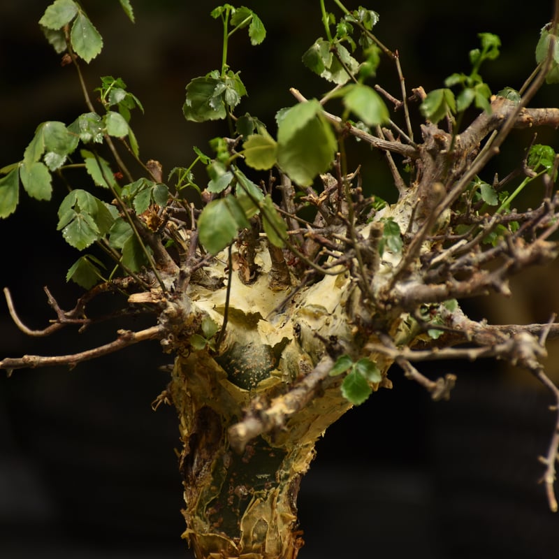 Commiphora Cyclophylla コミフォラ シクロフィラ 発根済現地株