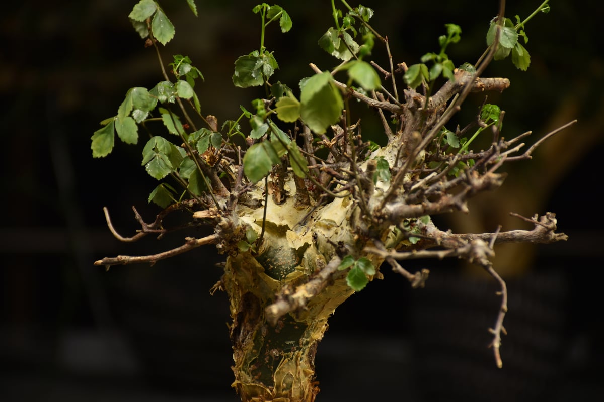 Commiphora Cyclophylla コミフォラ シクロフィラ 発根済現地株