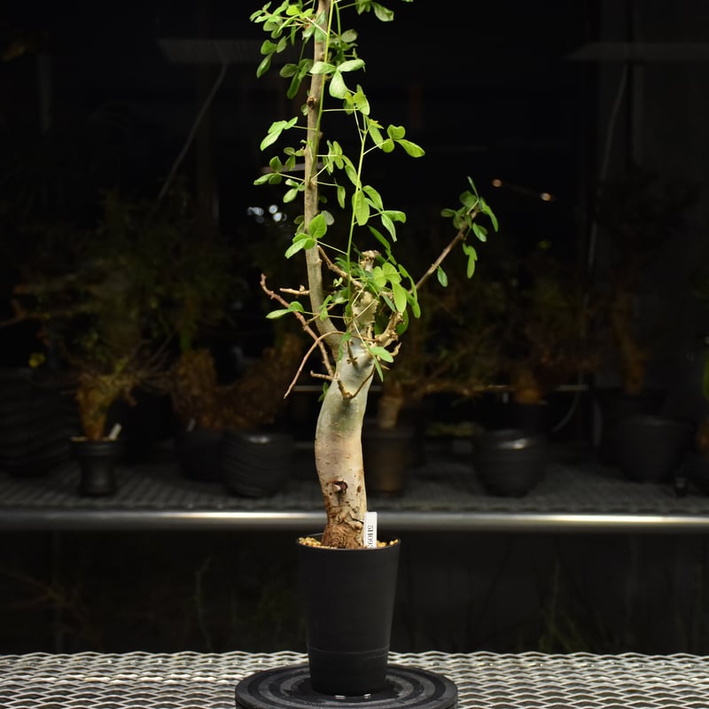 コミフォラ　ホルトジアナ　発根済み Commiphora holtziana コミフォラ ホルトジアナ 発根済現地株