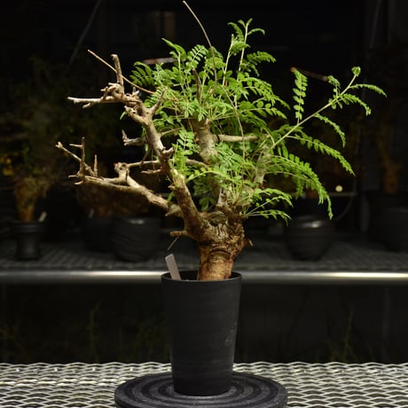 Boswellia neglecta　ボスウェリア ネグレクタ　発根済現地株　H11