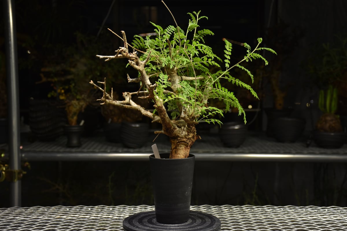 ボスウェリア ネグレクタ 現地球 発根済み 明日まで値下げ中です‼️ plants250606v51-247x296.jpg