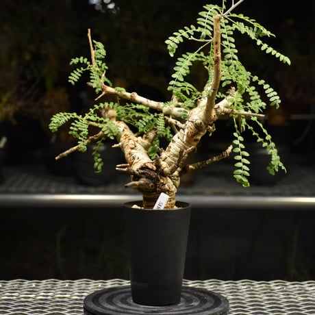 Boswellia neglecta　ボスウェリア ネグレクタ　発根済現地株　H16