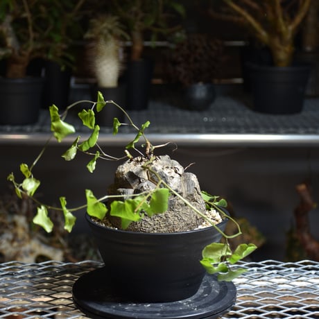 Dioscorea elephantipes ディオスコレア エレファンティペス アフリカ亀甲竜 発根済現地株 4