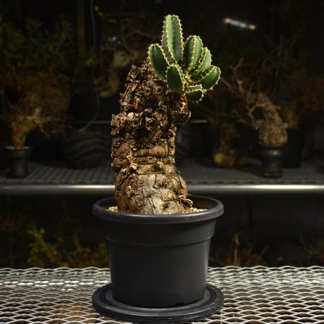 Euphorbia mlanjeana　ユーフォルビア ムランジーナ 発根済現地株 I45