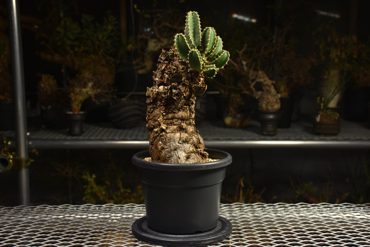 ユーフォルビア ムランジーナ Euphorbia mlanjeana ユーフォルビア ムランジーナ 発根済現地株 I45 |