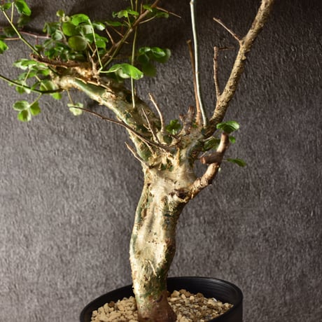 Commiphora campestris var. campestris コミフォラ カンペストリス 発根済現地株 #1
