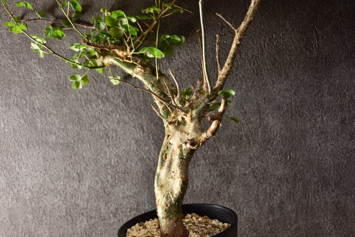 V*E様 特大 コミフォラ カンペストリス Commiphora Campest V*E様 特大 コミフォラ カンペストリス Commiphora Campest Commiphora
