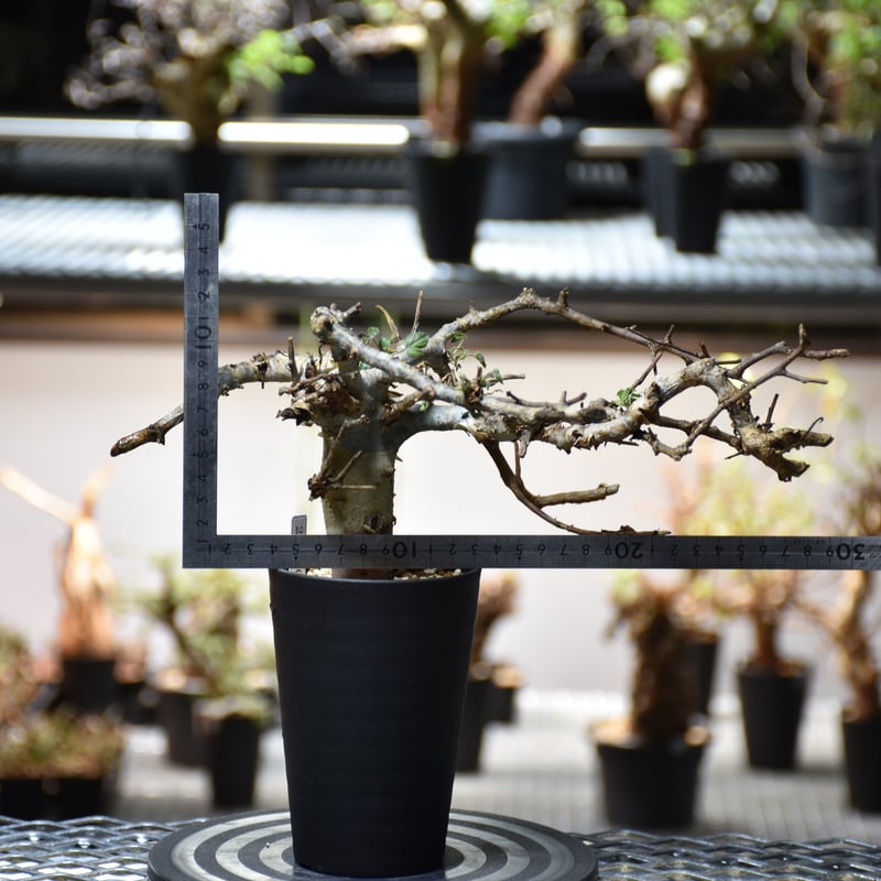 (最終値下)コミフォラ　ホルトジアナ Commiphora holtziana コミフォラ ホルトジアナ 発根済現地株 #9