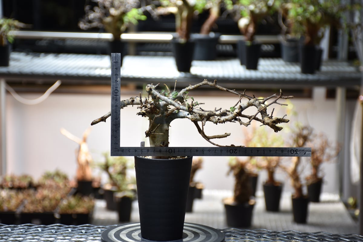 Commiphora holtziana コミフォラ ホルトジアナ 発根済現地株