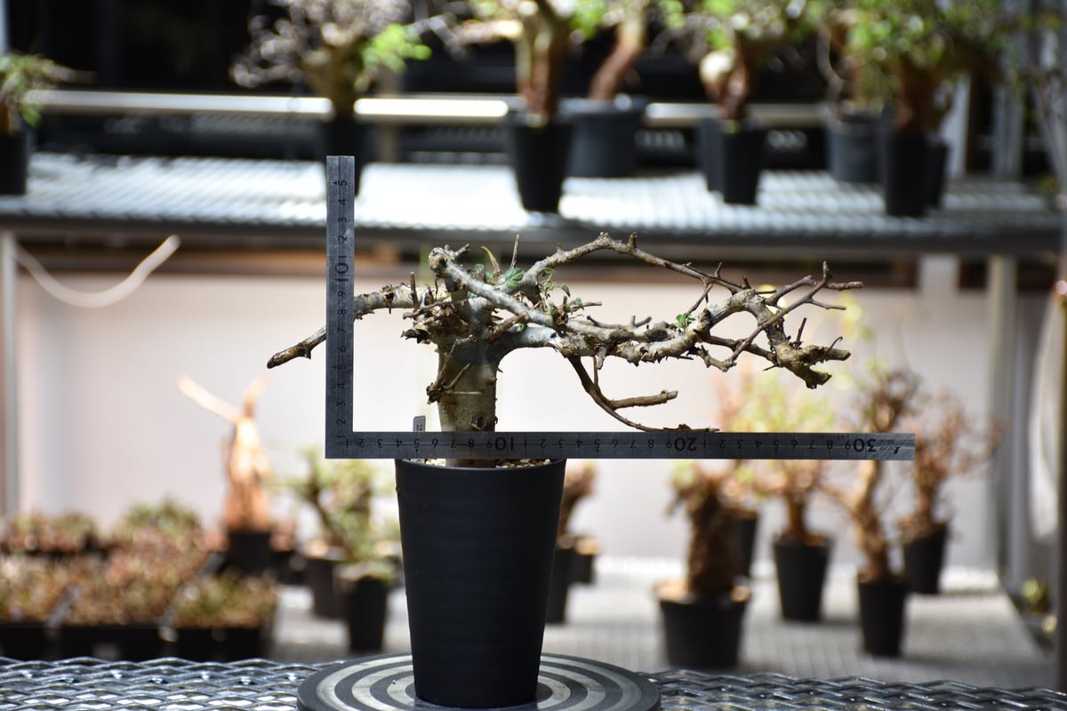 Commiphora holtziana コミフォラ ホルトジアナ 発根済現地株 #11 | ...