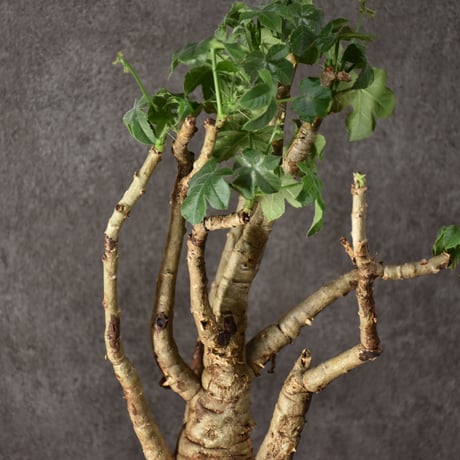 Jatropha spicata ヤトロファ スピカータ 発根済現地株 #3