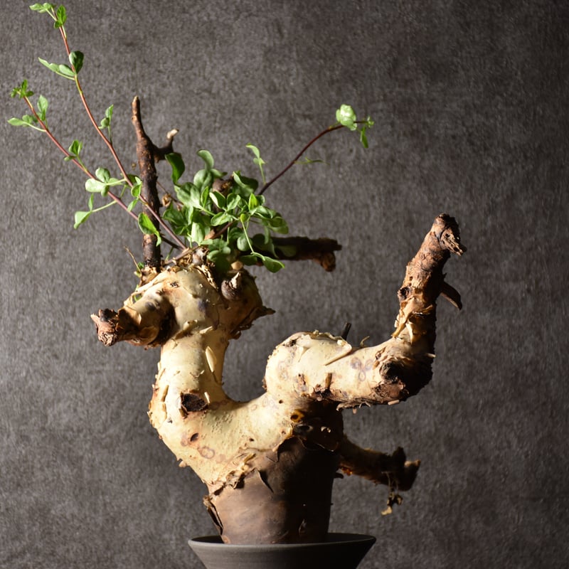 Commiphora kataf pure コミフォラ ピュアカタフ 発根済現地株 1 Commiphora kataf pure コミフォラ ピュアカタフ 発根済現地株 1