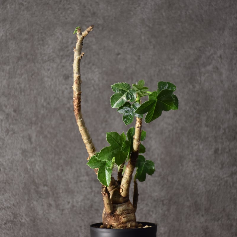 Jatropha spicata ヤトロファ スピカータ 発根済現地株 #6 | BONDEX