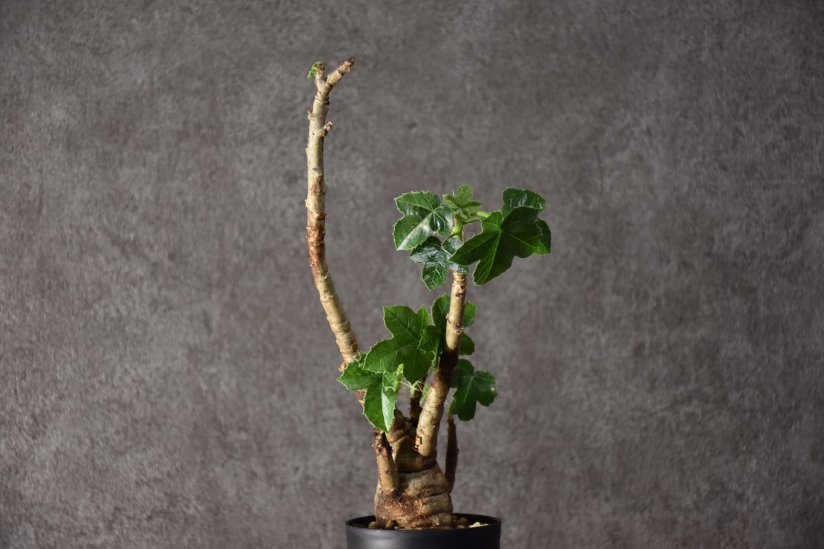 Jatropha spicata ヤトロファ スピカータ 発根済現地株 #6 | BONDEX