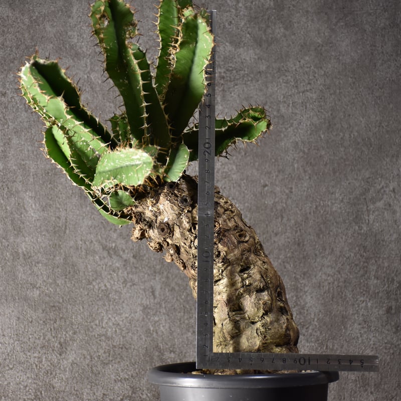 Euphorbia mlanjeana ユーフォルビア ムランジーナ 発根済現地株